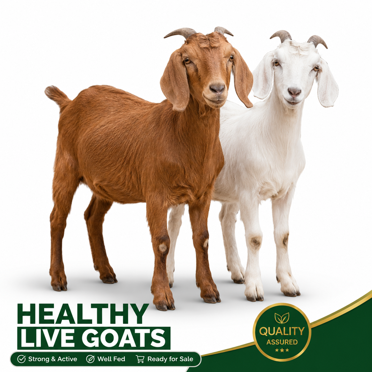 Healthy Live Goats